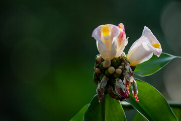 wild cardamom (Aframomum angustifolium) in Sri Lanka