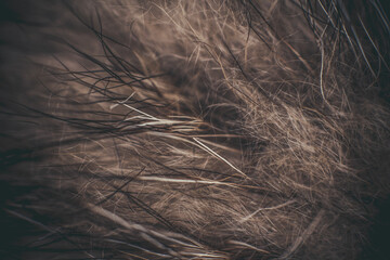 Hair in macro view