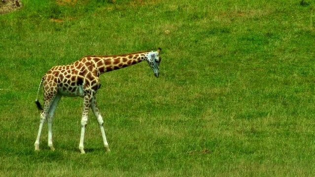 4K Ultra HD Video: Beautiful Giraffe Enjoying on Grass in the Wild