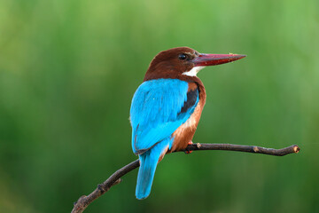 White-throated Kingfisher