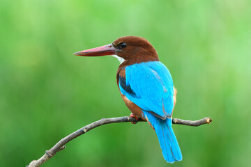 White-throated Kingfisher