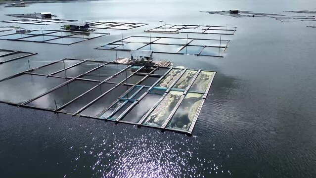 Bamboo tied together used to build an industry of floating fish cages on a mountain lake. A rotating tracking drone capture aerial shots.