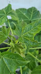yellow blosom flower with and pink blossom flower in winter