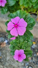 yellow blosom flower with and pink blossom flower in winter