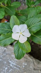 yellow blosom flower with and pink blossom flower in winter