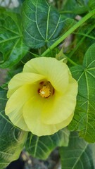 yellow blosom flower with and pink blossom flower in winter