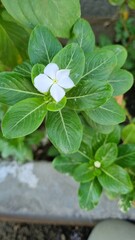 yellow blosom flower with and pink blossom flower in winter