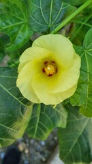 yellow blosom flower with and pink blossom flower in winter