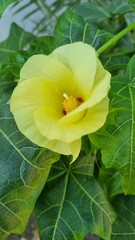 yellow blosom flower with and pink blossom flower in winter