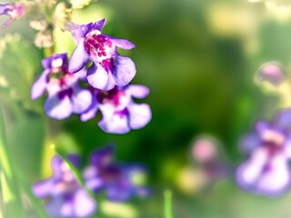 Fototapeta na wymiar Close up of purple wildflowers in the nature. Selective focus