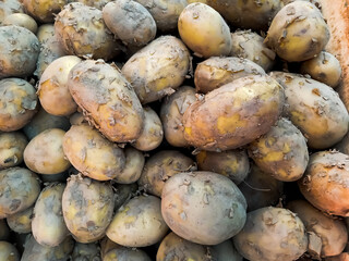Group of New Season food potatoes top view in the local wholesale Market. Heap of white potatoes, top view Raw Food. filled frame background. City: Karachi, Pakistan.