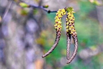 Spring buds on the branches of a birch tree in the garden