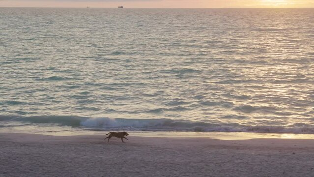 Slow motion footage of a dog running on a solitary beach at sunset. 4k, h265, 30 fps, 4:2:2 10 bit (BT709)