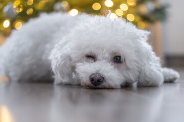 Hund zu Weihnachten?