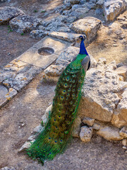 Fototapeta premium Peacock at Palace of Minos, Knossos, Heraklion Region, Crete, Greece