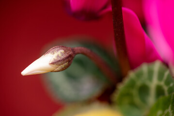 Naklejka na ściany i meble close up of flower