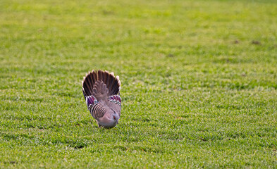 Crested Pigeon Mating Dance