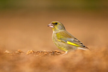 European Greenfinch - Chloris chloris, beautiful passerine bird from Europeans gardens and woodlands, Andalucia, Spain.