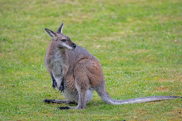 kangaroo in Thredbo, NSW, Australia