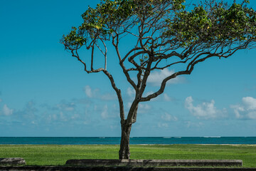 Kualoa Regional Park, Oahu Hawaii. Thespesia populnea,  portia tree，Pacific rosewood, Indian tulip tree, or milo
