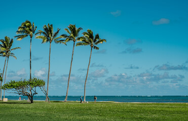 Kualoa Regional Park, Oahu Hawaii。 Palm trees/coconut trees
