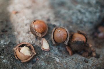 Dried Macadamia Nuts, Tropical Farms Macadamia Nuts, Oahu, Hawaii