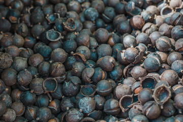 Dried Macadamia Nuts, Tropical Farms Macadamia Nuts, Oahu, Hawaii
