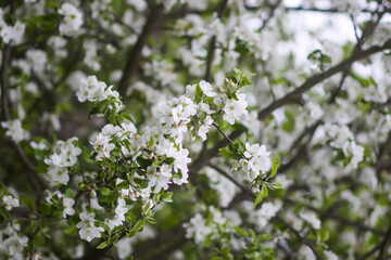 Apple tree blossoms in spring.