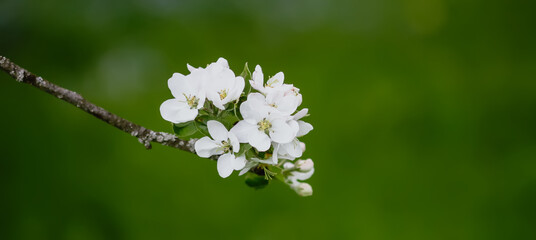 Apple tree blossoms in spring.