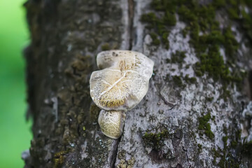 Mushroom grow on the tree bark.