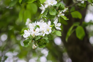 Apple trees in full bloom.