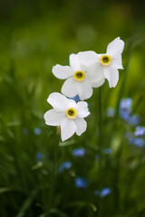 White daffodils or Narcissus flowers in spring garden.