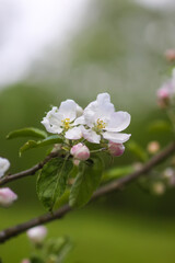 Apple trees in full bloom.