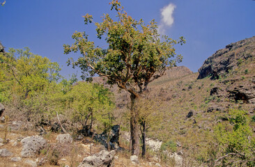 Fototapeta na wymiar Commiphora myrrha