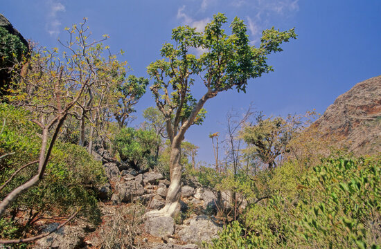 Commiphora myrrha