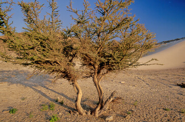 Acacia pennivenia