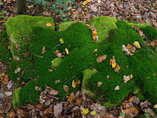 Schönes grünes Moos in Farbtönen, Waldboden