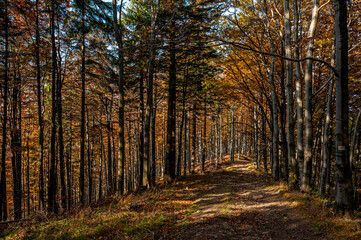 Autumn forest, Beskid Sądecki, Lesser Poland, EU, Jesienny las, Beskid Sądecki, Małopolska, EU