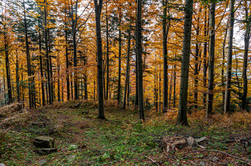 Autumn forest, Beskid Sądecki, Lesser Poland, EU, Jesienny las, Beskid Sądecki, Małopolska, EU