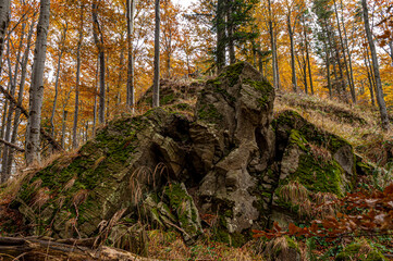 Autumn forest, Beskid Sądecki, Lesser Poland, EU, Jesienny las, Beskid Sądecki, Małopolska, EU