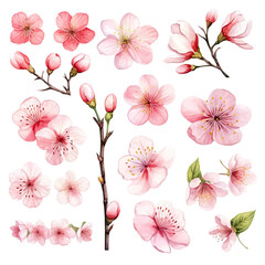 Vector collection of cherry blossoms