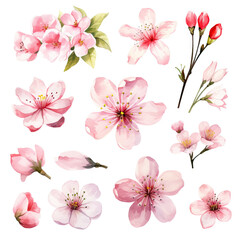 Vector collection of cherry blossoms