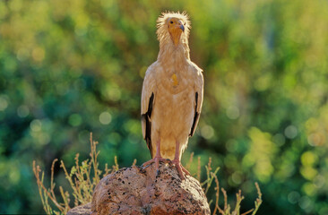Egyptian vulture
