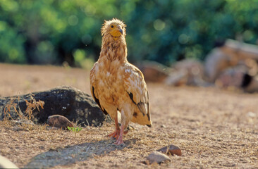 Egyptian vulture