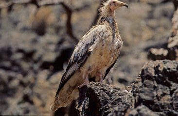 Egyptian vulture