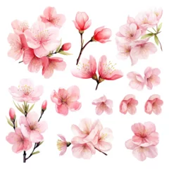 Foto op Canvas Vector collection of cherry blossoms © Yee Suen