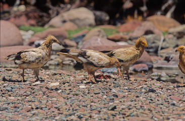 Egyptian vulture