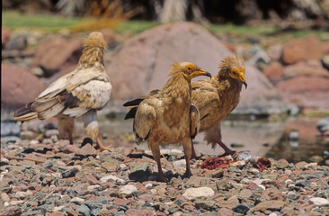 Egyptian vulture