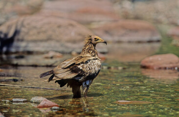 Egyptian vulture