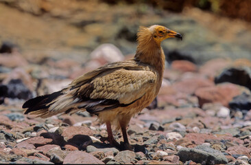 Egyptian vulture